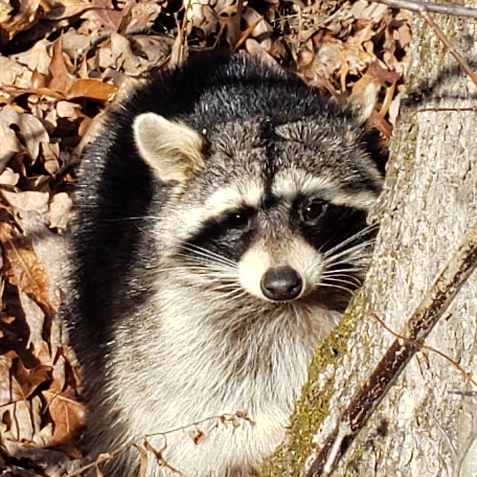 A Raccoon