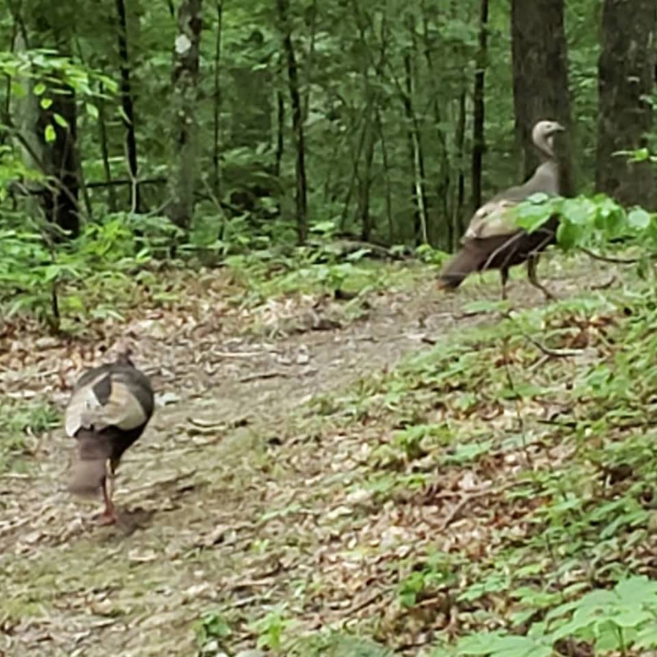 Turkeys