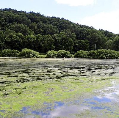 Glenwood Lake with excessive algae