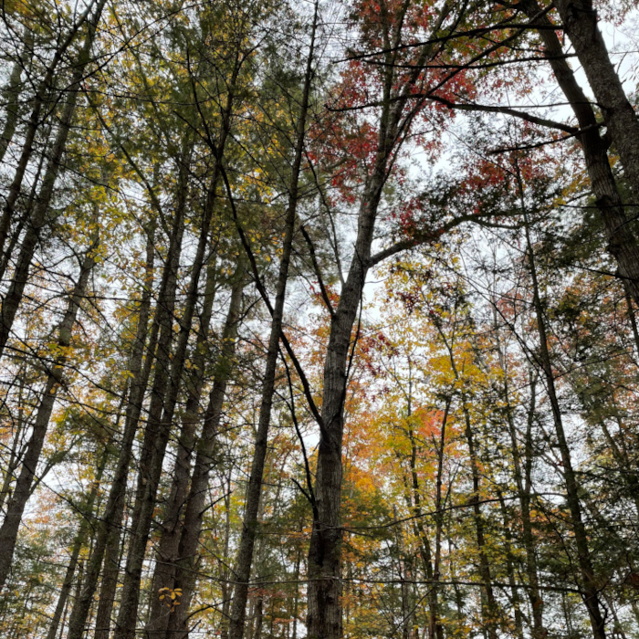 Trail History