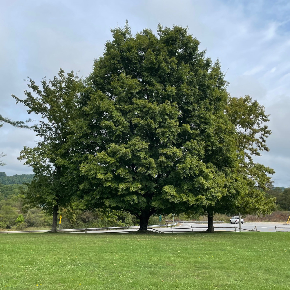 The Moon Tree