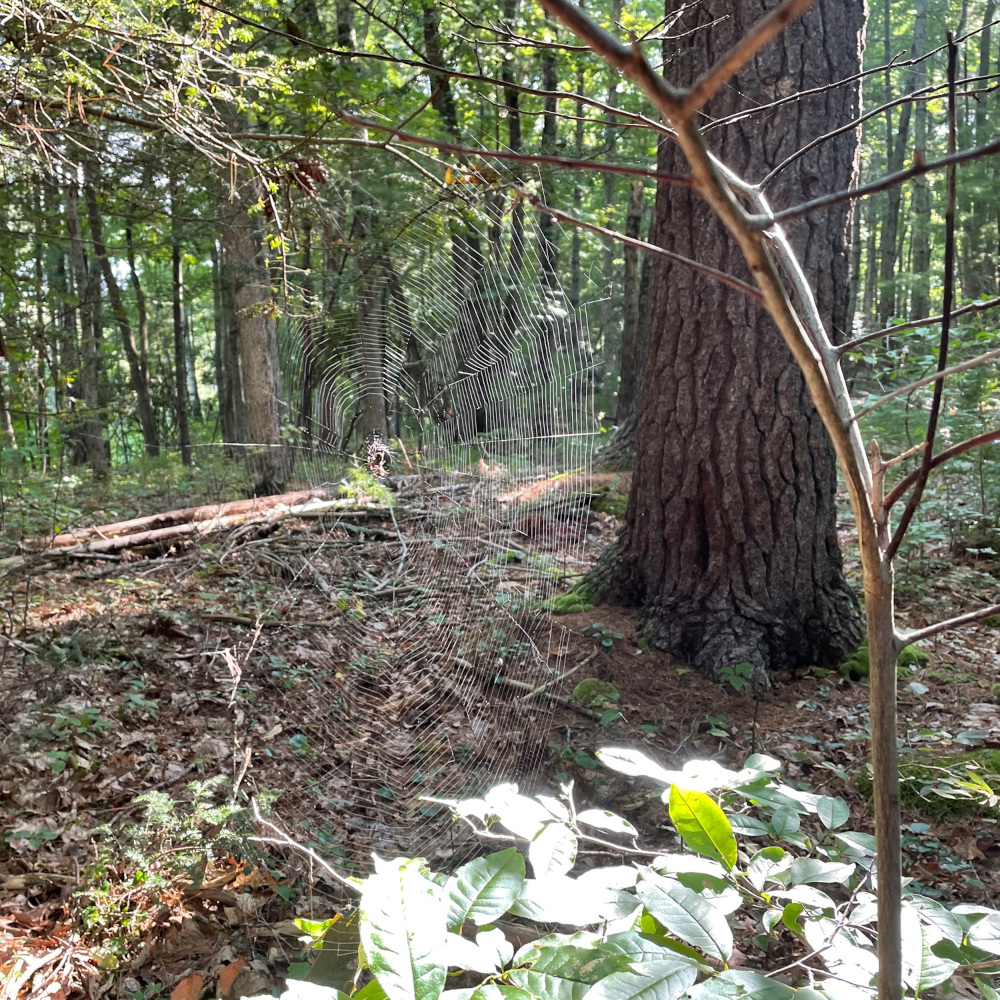 Natural Treasures Spider Web