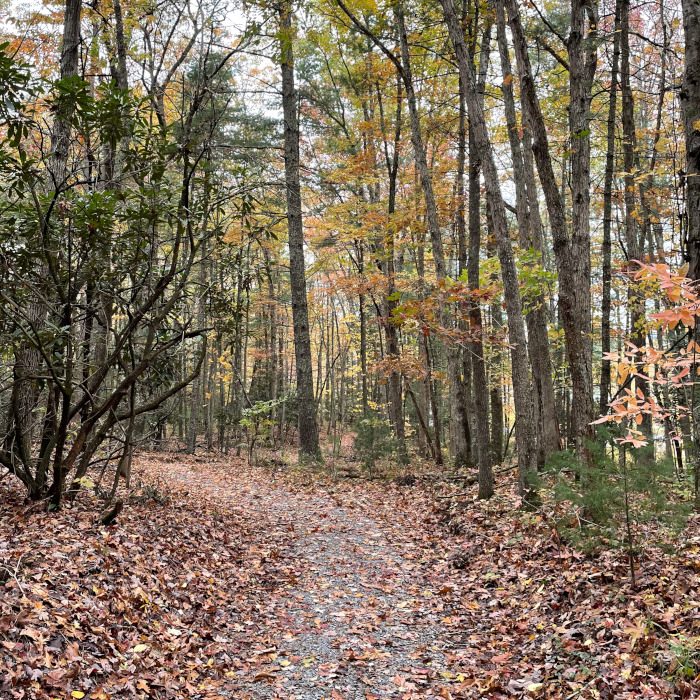 Trail