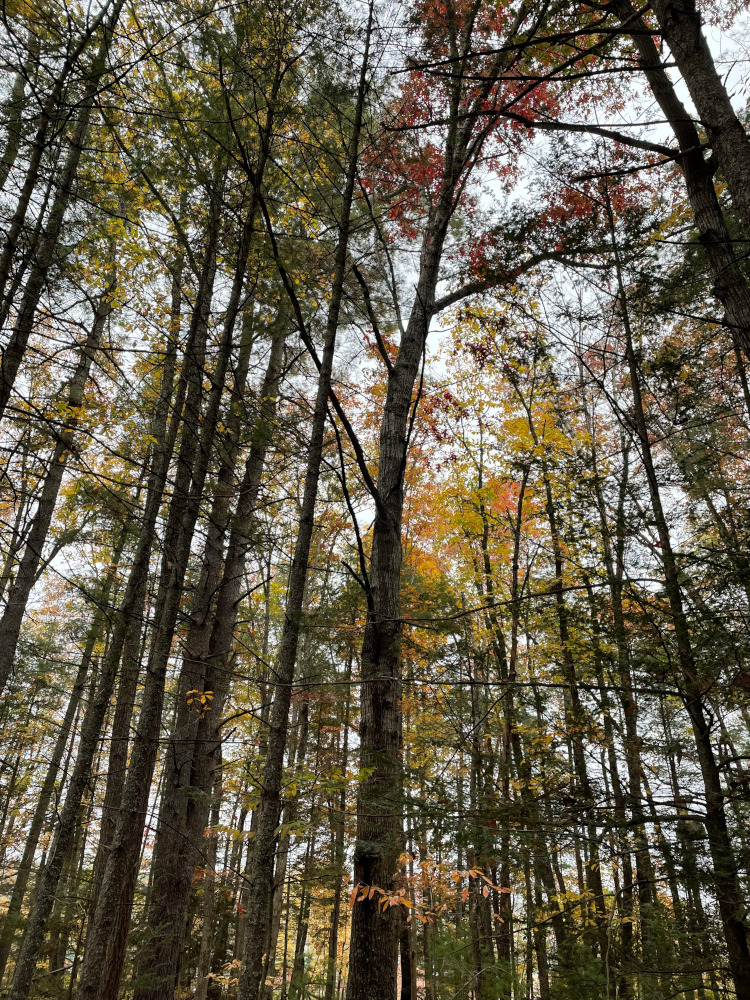 Laurel Trail Entrance