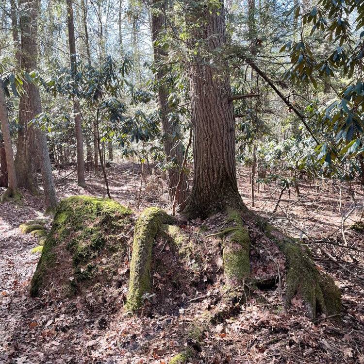 Hemlock Rock
