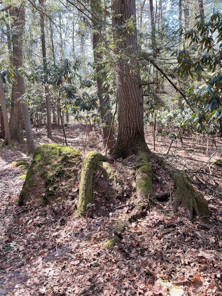 Hemlock Rock